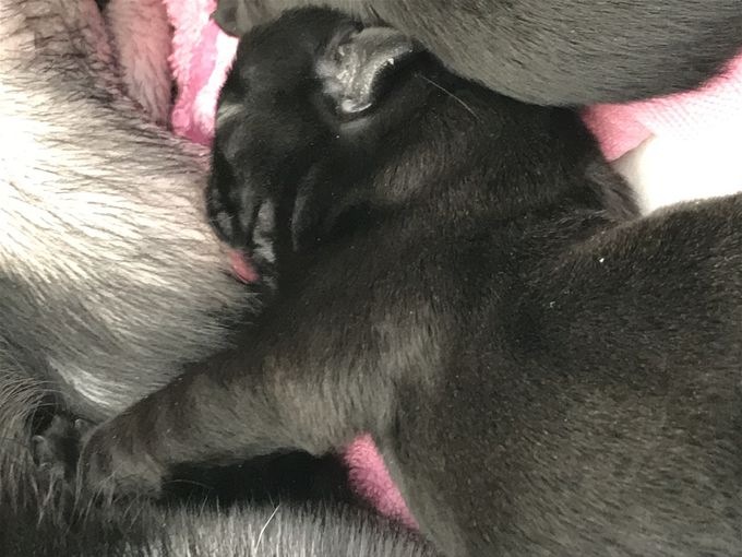 23/2  En liten finsmakare. Ligger gärna en stund längre än de andra.