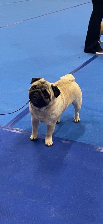 ZuMa´s Legally Blond, 4 years old